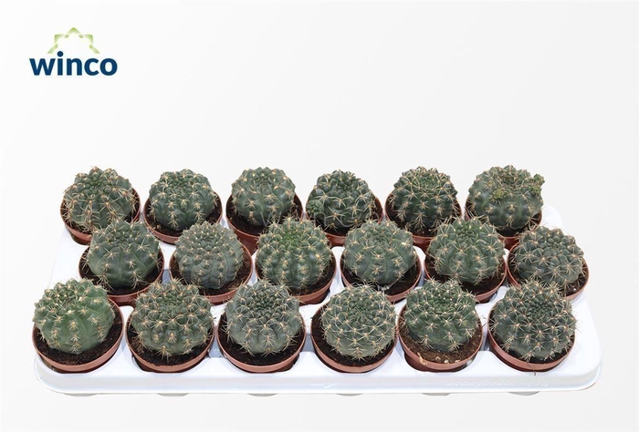 <h4>Gymnocalycium Baldianum</h4>