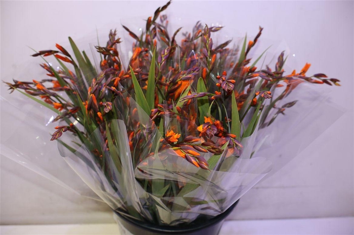 <h4>Crocos Emily Mckenzi X5</h4>