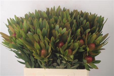 Leucad Ayoba Sky Ex Nut