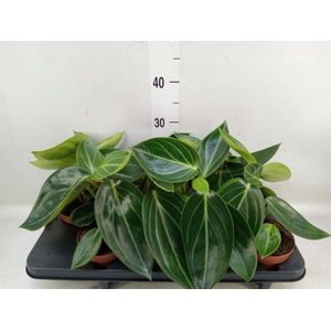 Peperomia