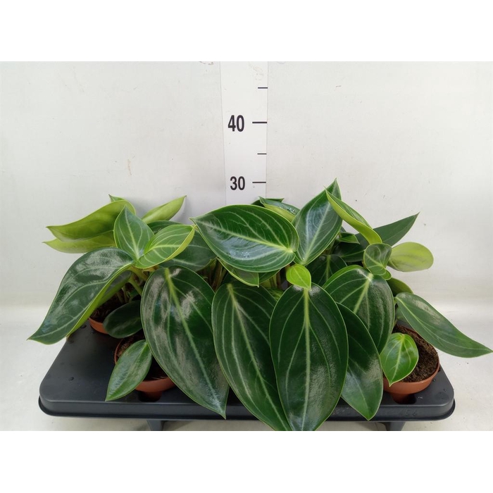 <h4>Peperomia</h4>