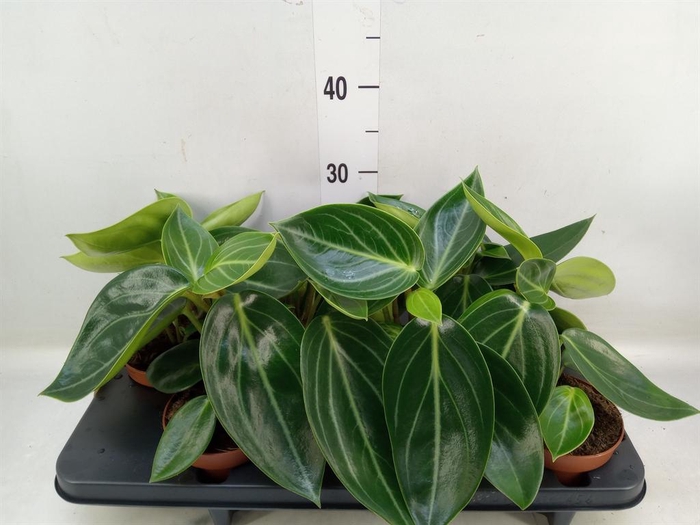Peperomia