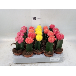 Gymnocalycium mihanov. 'Japan'  mix