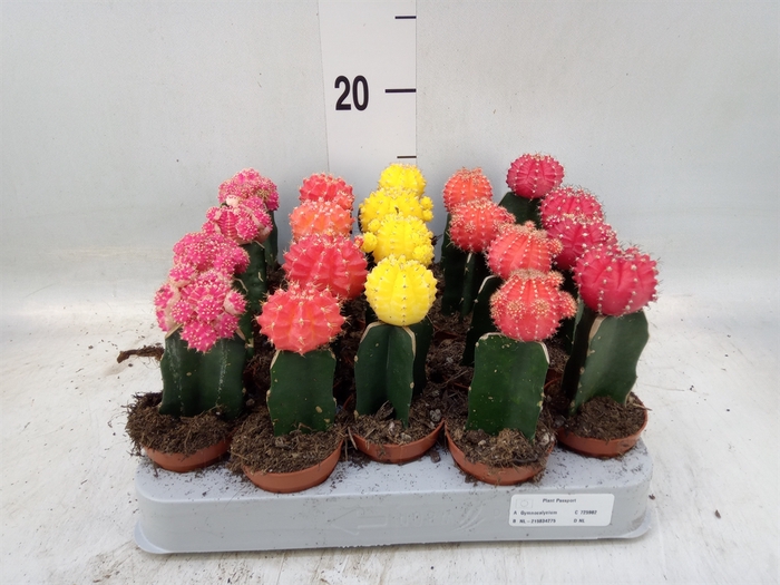 <h4>Gymnocalycium mihanov. 'Japan'  mix</h4>
