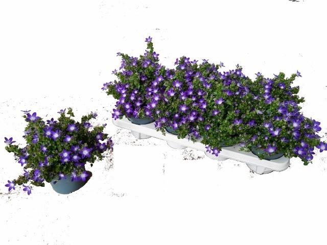 arr8 Camp Pos Adan Purpl