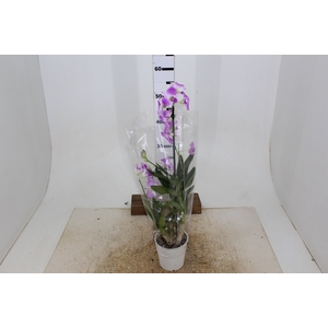 DENDROBIUM BORNEO P13