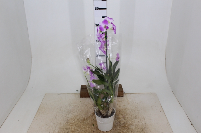 DENDROBIUM BORNEO P13