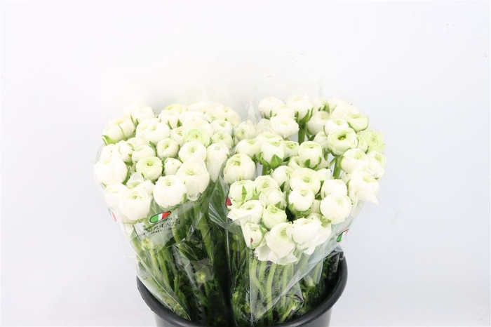 <h4>Ran Elegance White</h4>