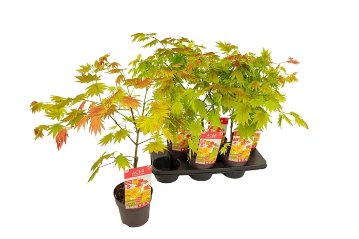 <h4>Acer shirasawanum</h4>