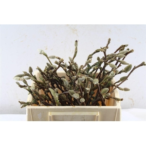 Magnolia Grandiflora