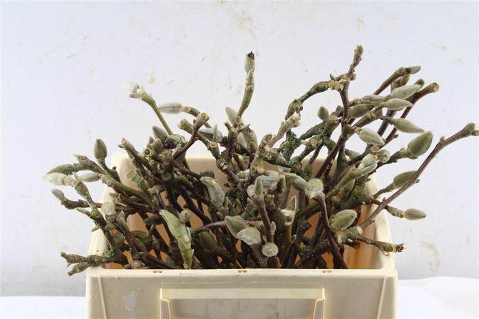 <h4>Magnolia Grandiflora</h4>