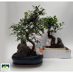 BONSAI GEM