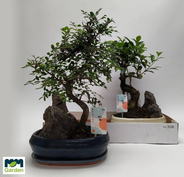 <h4>BONSAI GEM</h4>