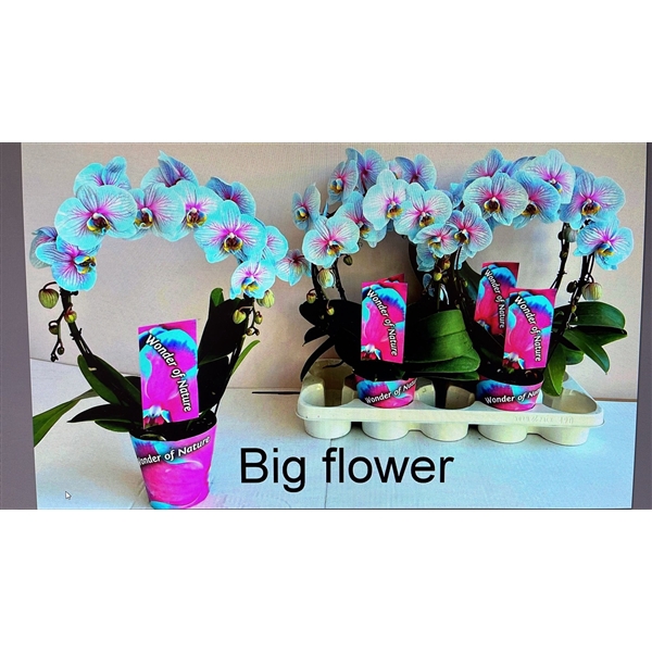 <h4>Phalaenopsis Magic Wonder of Nature spiegelboog 2 tak 12cm</h4>