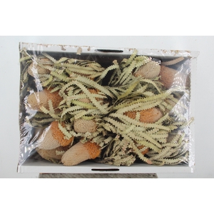 DF Banksia Prionote Nat.