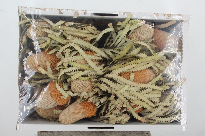 <h4>DF Banksia Prionote Nat.</h4>