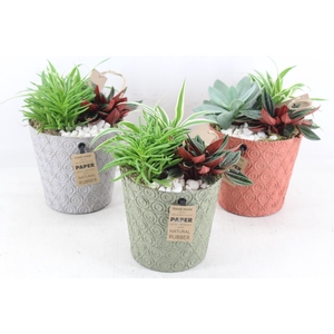 arr2 MB - Paper pot mix x6 groen mix