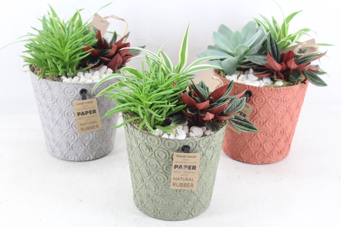 <h4>arr2 MB - Paper pot mix x6 groen mix</h4>