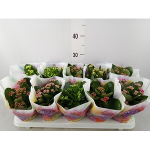 Kalanchoe blos.   ..rosebud mix  5