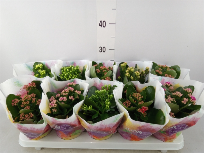 <h4>Kalanchoe blos.   ..rosebud mix  5</h4>