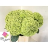 Hydrangea royal higness (classic)