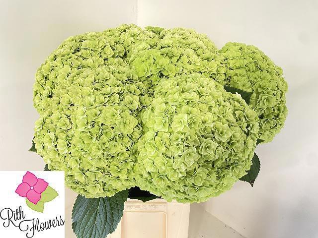 <h4>Hydrangea royal higness (classic)</h4>