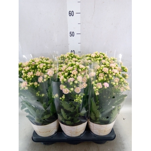 Kalanchoe  'MoreFlow Sunny Pink'