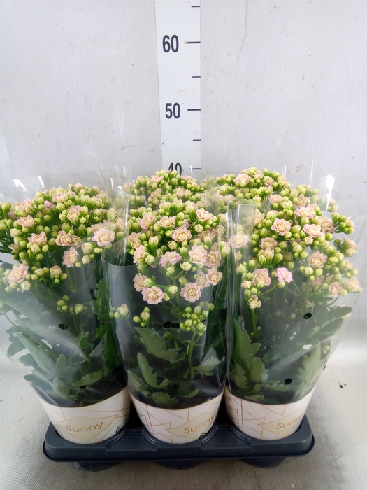 <h4>Kalanchoe  'MoreFlow Sunny Pink'</h4>