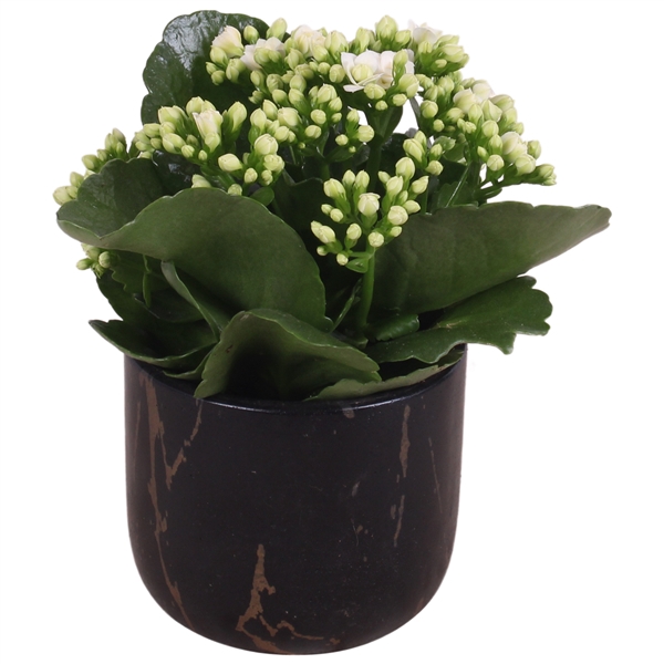 <h4>Year-Round Indoor Ceramic Pure Luxury 469 ø11cm 1PP</h4>