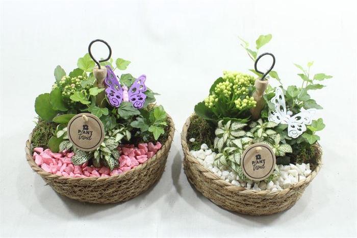 <h4>4422 MAND ETAGIERE ROZE.WIT</h4>