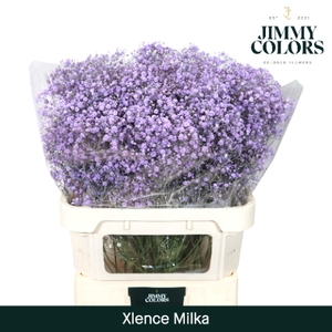 Gyps Xlence L80 Milka