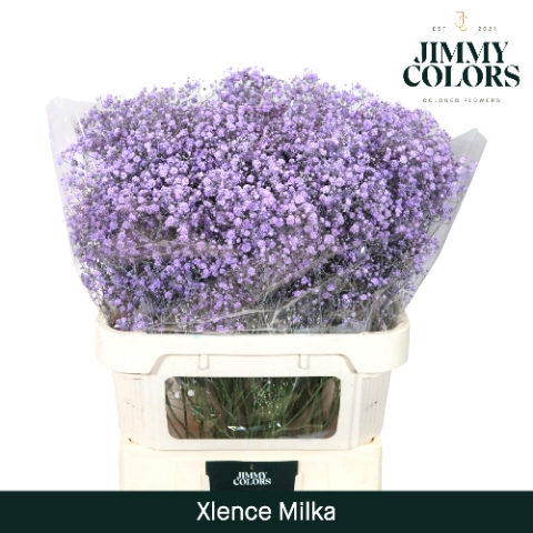 <h4>Gyps Xlence L80 Milka</h4>