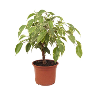 FICUS GOLDEN KING P17