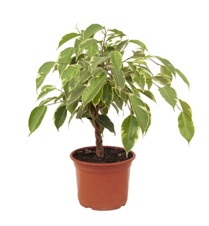 <h4>FICUS GOLDEN KING P17</h4>