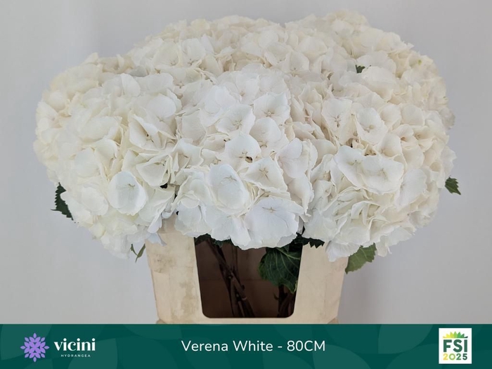 <h4>HYDR M CH WHI VERENA</h4>