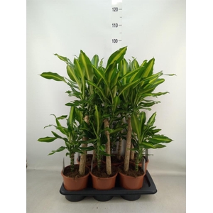 Dracaena frag. 'Mass Coast'