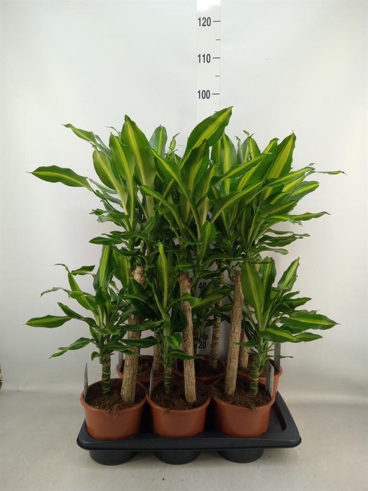 <h4>Dracaena frag. 'Mass Coast'</h4>
