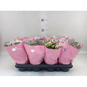 Kalanchoe blos.   ..rosebud mix  3
