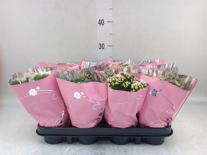 <h4>Kalanchoe blos.   ..rosebud mix  3</h4>
