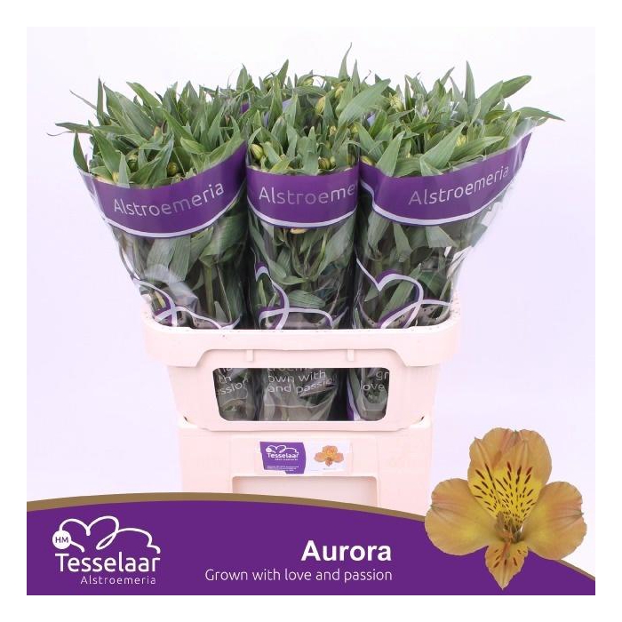 <h4>ALSTR AURORA</h4>