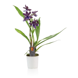 Inca Zygopetalum Impasto Blue 1 spike 9cm