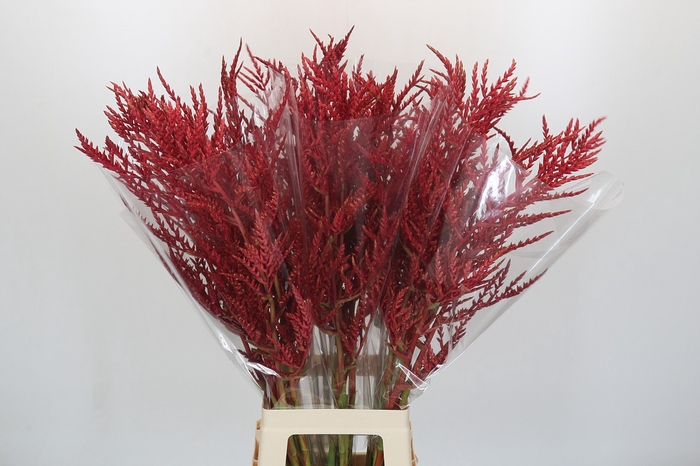 <h4>Bromelia Red Paloma</h4>