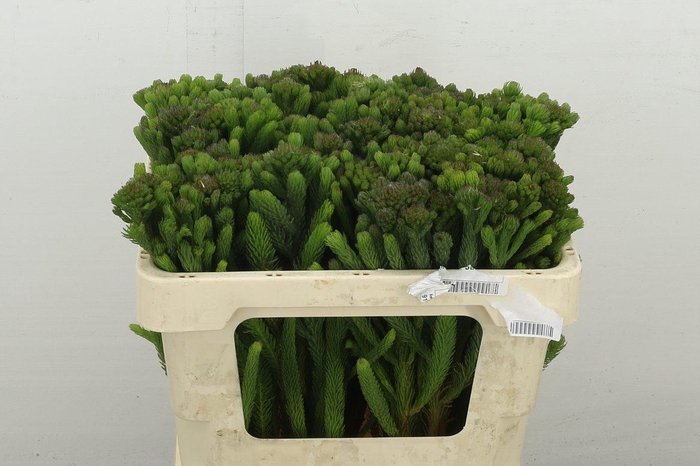 <h4>Kaaps Groen Albigreen</h4>