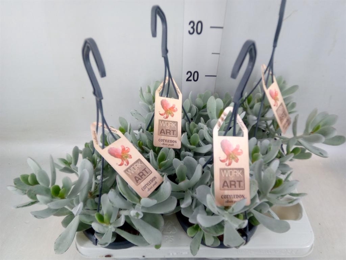 <h4>Cotyledon  'Coral'</h4>