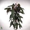 Philodendron nangaritense 'Fuzzy Petiole' 12Ø 30cm