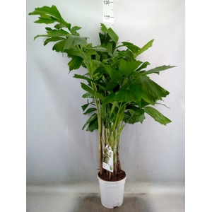 Caryota mitis