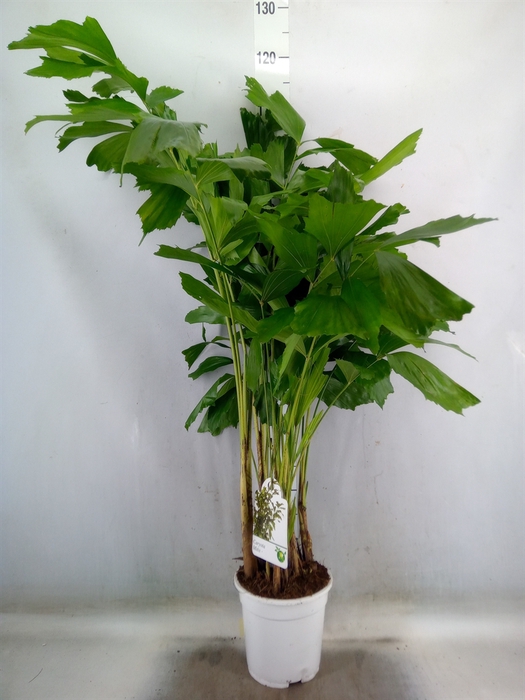 <h4>Caryota mitis</h4>