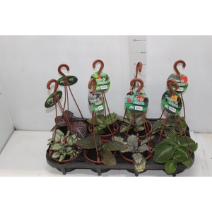 EPISCIA C13 VARIADO