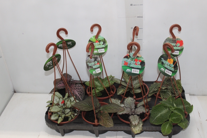 <h4>EPISCIA C13 VARIADO</h4>