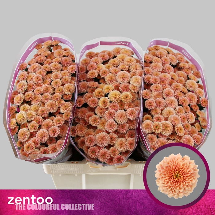 <h4>CHR S MILLER APRICOT</h4>